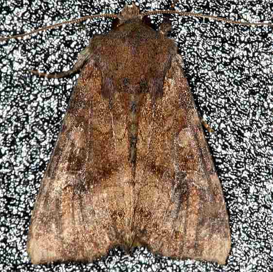 9457 American Ear Moth yard 7-5-19