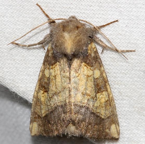 9466 Burdock Borer Moth yard 10-23-12