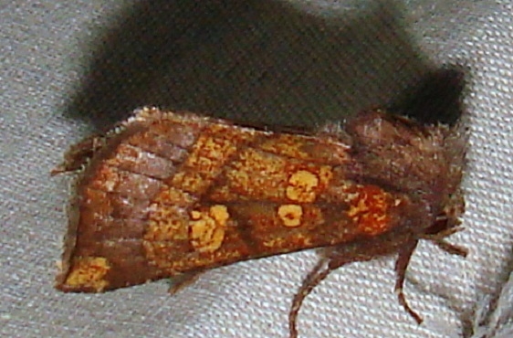9473-Aster-Borer-Moth-yard-10-10-11