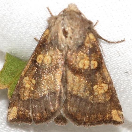 9473 Aster Borer Moth yard 10-23-12