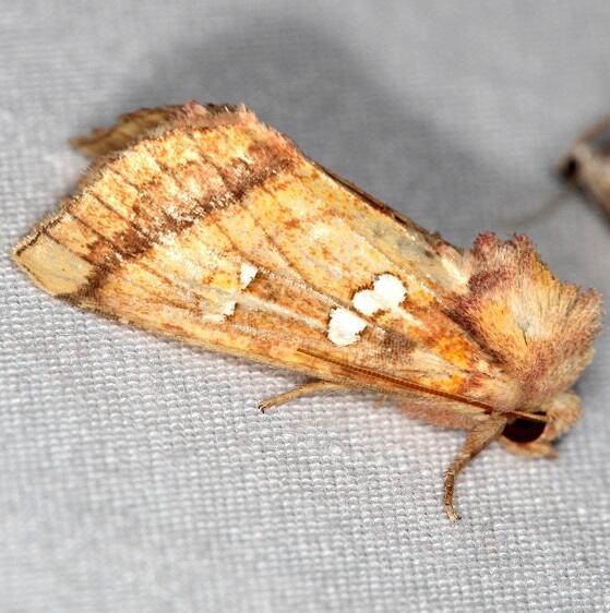 9479 Loosestrife Borer Whispering Pines Resort Thunder Lk 9-6-21