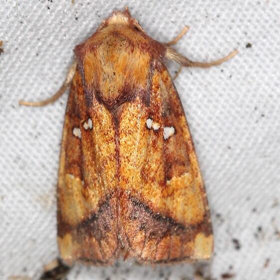 9479-Loosestrife-Borer-Whispering-Pines-Resort-Thunder-Lk-9-6-21-2