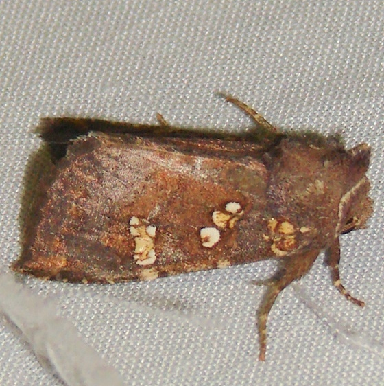 9480-Brachen-Borer-Moth-Thunder-Lake-UP-Mich-10-3-11