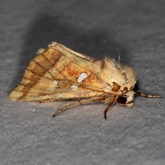 9480 Brachen Borer Moth Thunder Lake UP Mich 9-27-15