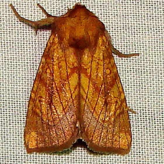 9483 Sensitive Fern Borer Thunder Lake UP Mich 10-3-11_opt