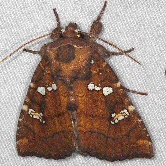 9485 Indigo Stem Borer Moth Huffman Prairie WPAFB Dayton Oh 7-27-14
