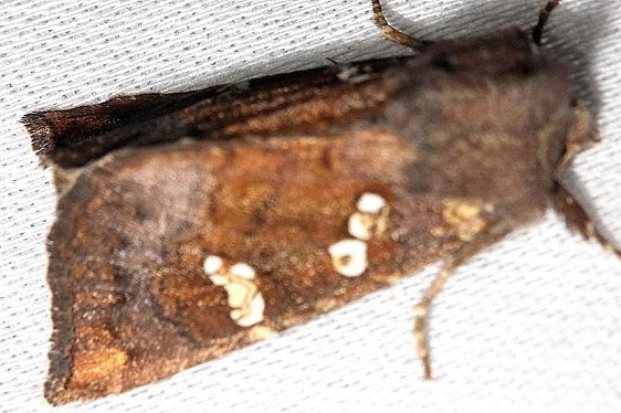 9485 Indigo Stem Borer Moth Thunder Lake Mich 10-4-12 (9a)