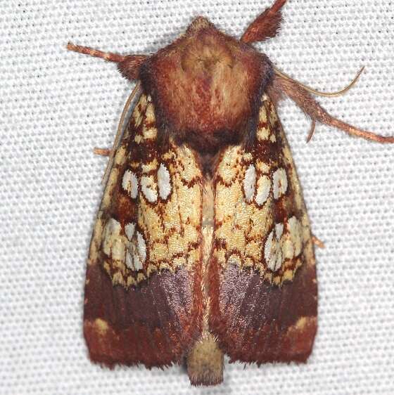 9493 Pitcher Plant Borer Whispering Pines Resort Thunder Lk Mich 8-27-21