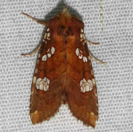 9494 Papaipema eryngii at Chatteau Adams Co 9-13-09