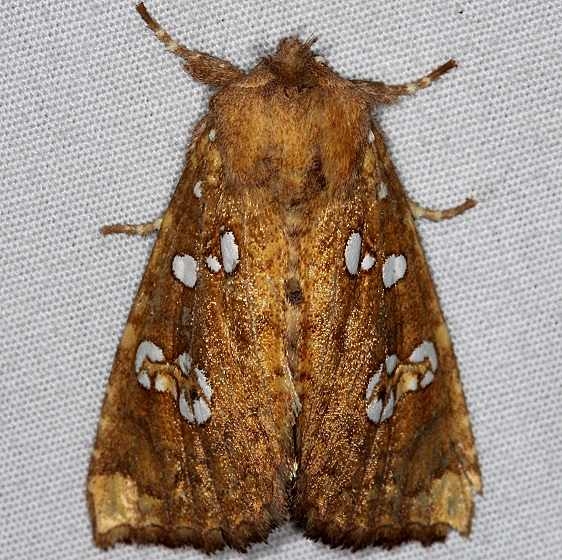 9495 Ash Tip Borer Moth yard 9-18-14