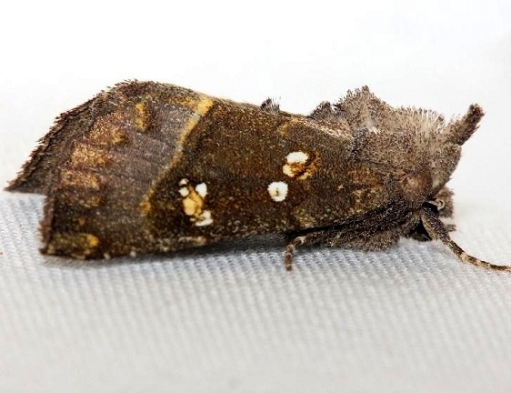 9496 Stalk Borer Moth yard 8-31-12 (21a)