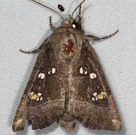 9496 Stalk Borer Moth yard 9-8-15