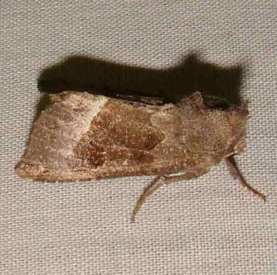 9499 Papaipema duplicatus yard 10-10-13