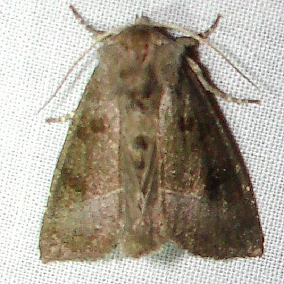 9502 Papaipema nelita yard 8-26-10_opt