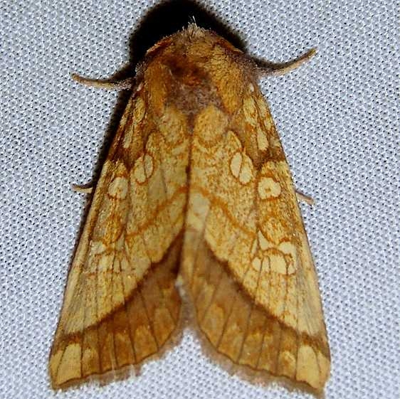 9503 Papaipema rigida yard 9-14-10