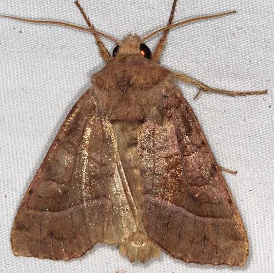 9513 Hop Vine Borer Moth yard 8-18-16