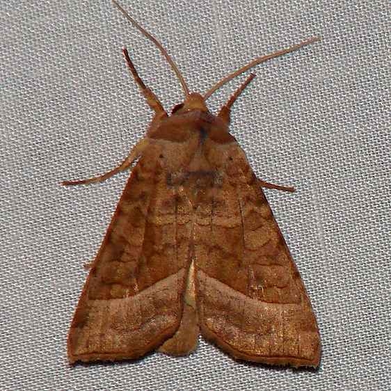 9513 Hydraecia immanis yard 8-7-09