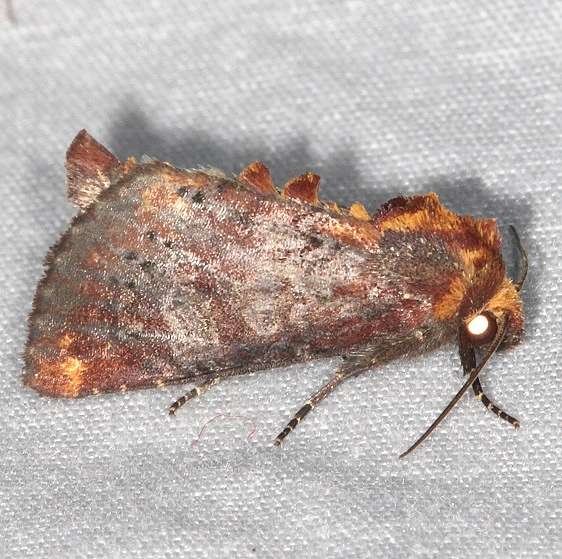 9520 Elder Shoot Borer Moth Cedar Bog Ohio 7-13-18 (20)_opt
