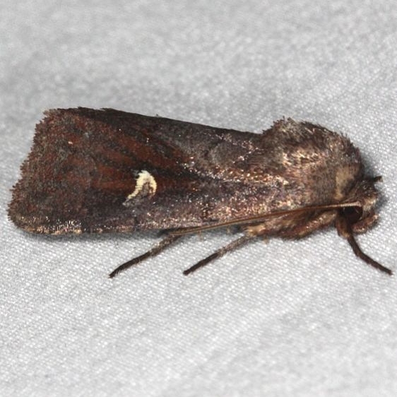 9522 White-eyed Borer Moth Oscar Scherer St Pk 3-12-15