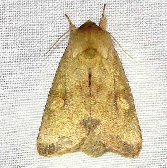 9523 White-tailed Diver Moth Gold Head Branch St Pk 2-14-12