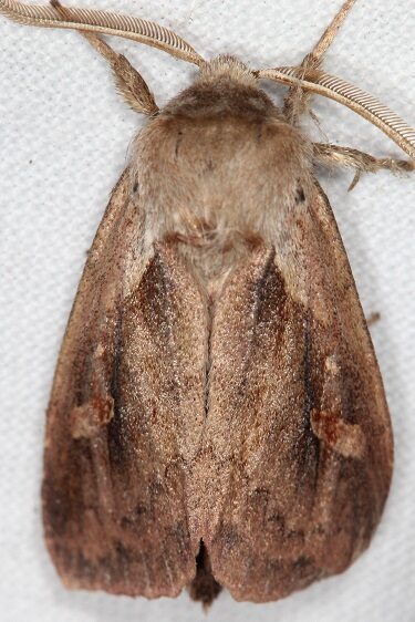 9525.1-Bellura-anoa-Paynes-Prairie-St-Pk-Fl-2-25-22