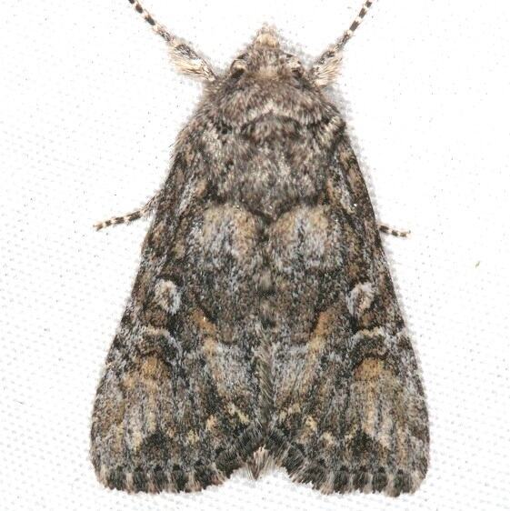 9543 Aseptis characta BG Devils Canyon-campground National Forest Utah 6-7-17