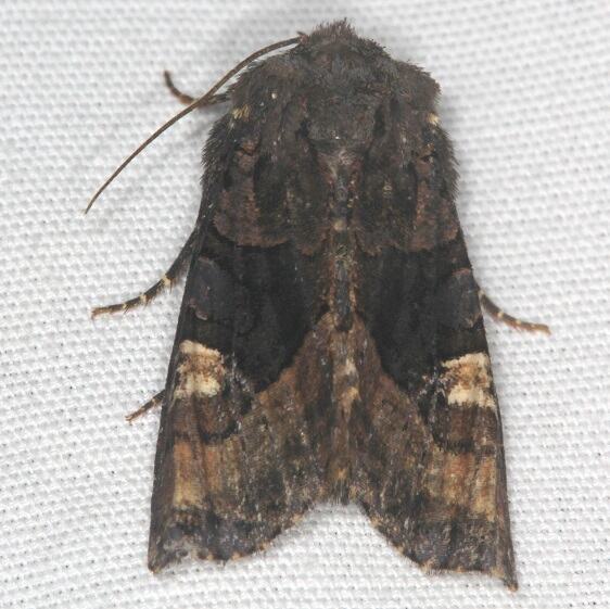 9545 American Angle Shades-Moth-Natural-Bridge-St Pk cabin210  Ky 5-25-22