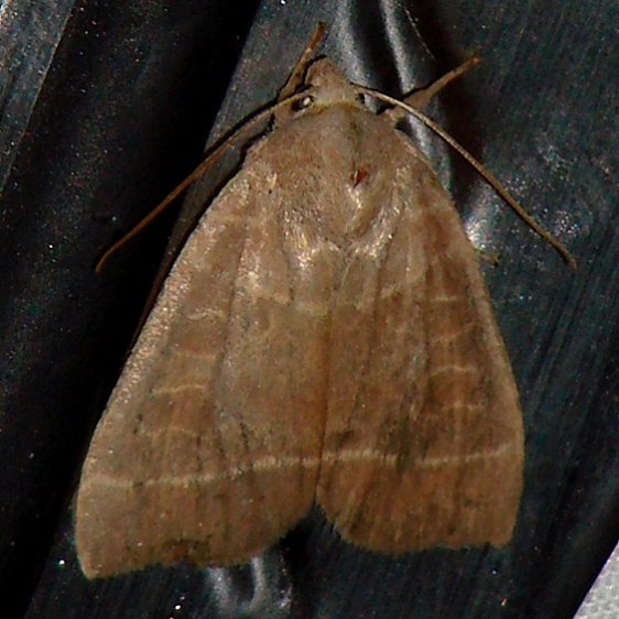 9555 Even-lined Sallow Moth Thunder Lake UP Mich 9-26-09