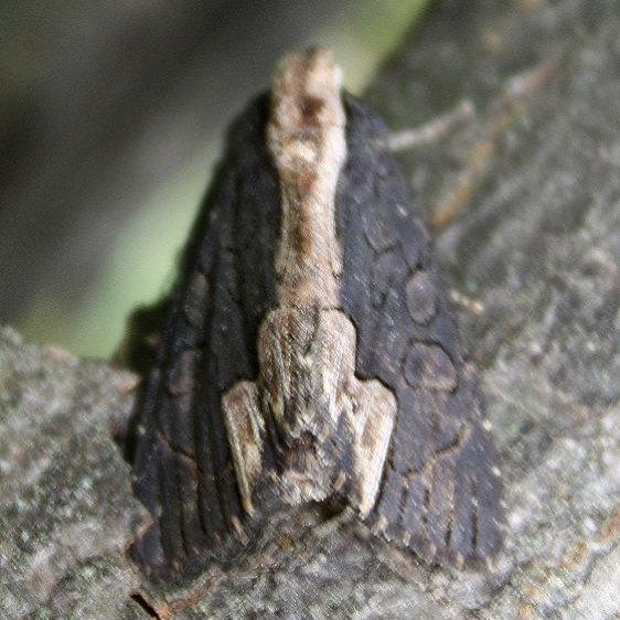 9560 American Bird's-wing Moth yard 8-22-09