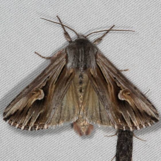 9582 Gray Half-spot Moth Thunder Lake UP Mich 6-24-15
