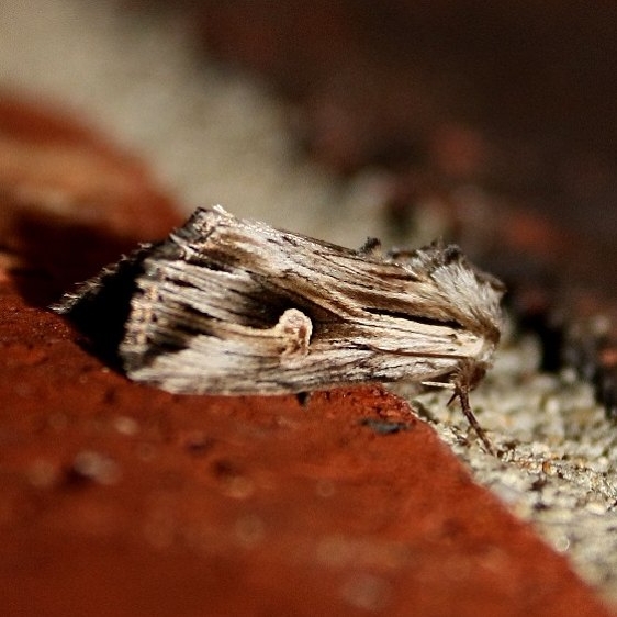 9582 Gray Half-spot Moth yard 9-19-09