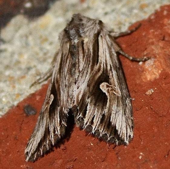 9582 Gray Half-spot Moth yard 9-19-09