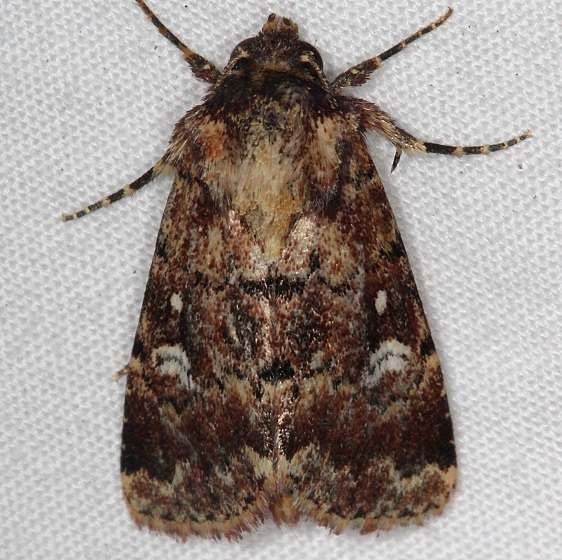 9592 Properigea tapeta Lake Kissimmee St Pk Fl 3-5-17_opt