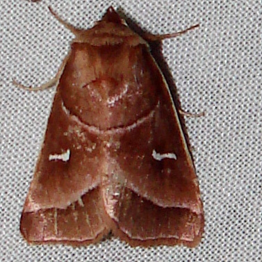 9629-Marsh-Fern-Moth-William-Beardall-WMA-Fla-3-8-11