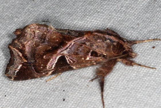 9630 Florida fern Moth yard 8-30-18 (7)_opt