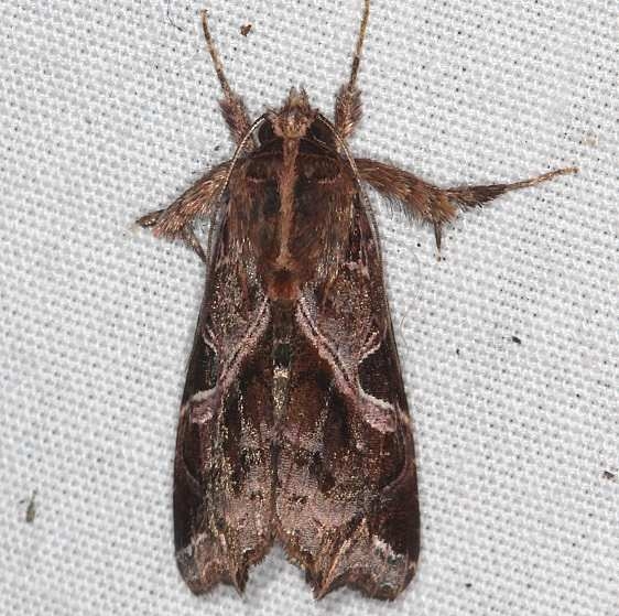 9630 Florida fern Moth yard 8-30-18 (8)_opt