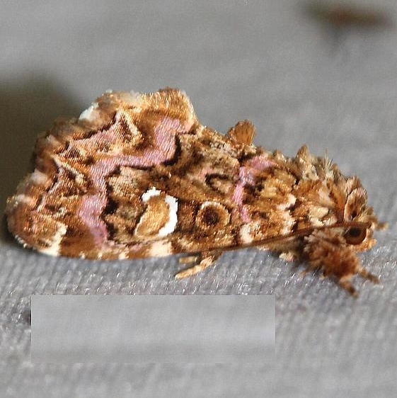 9631 Pink-shaded Fern Moth Thunder Lk UP Mich 6-26-12