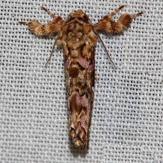 9631 Pink Shaded Fern Moth Thunder Lake UP Mich 6-26-12