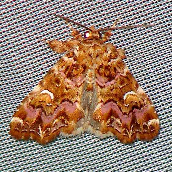 9631 Pink Shaded Fern Moth Walden II Lake Co 6-13-09