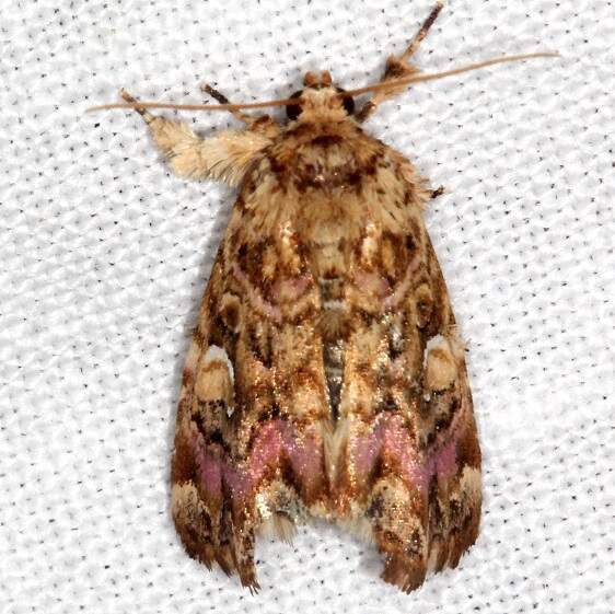 9631 Pink-shaded Fern Moth-Swawnee-St Pk Cabin1 Oh 5-24-23