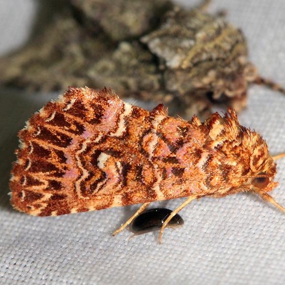 9632 Granitose Fern Moth Lake Kissimmee St Pk Fl 2-26-13