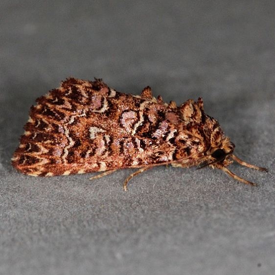 9632 Granitose Fern Moth Oscar Scherer St Pk 3-15-15