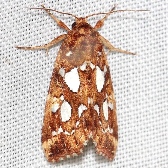 9633 Silver-spotted Fern Moth Thunder Lake 6-23-12