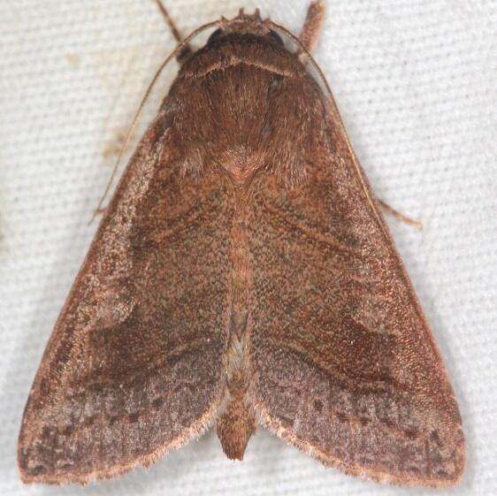 9634 Phuphena tura Collier-Seminole St Pk Fl 3-8-22