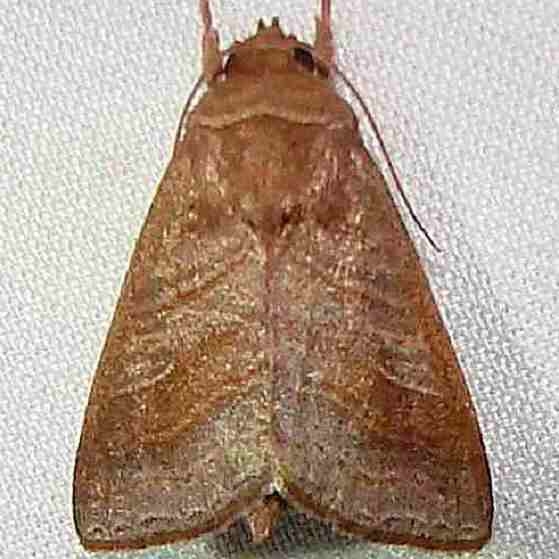 9634 Phuphena tura Mahogany Hammock Everglades 2-27-12
