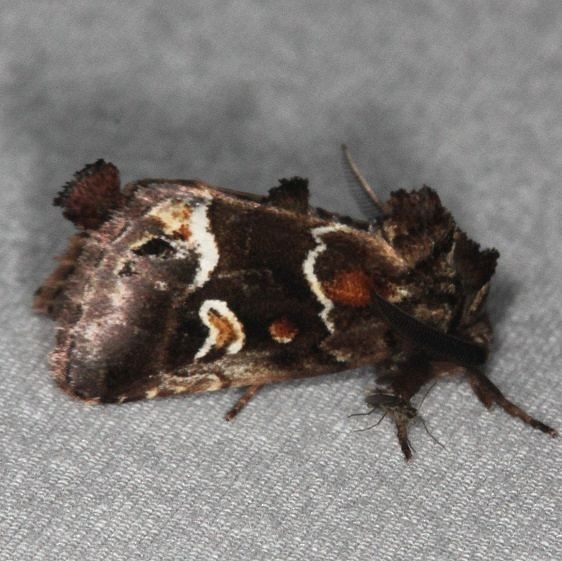 9636 Chocolate Moth Oscar Scherer St Pk 3-12-15