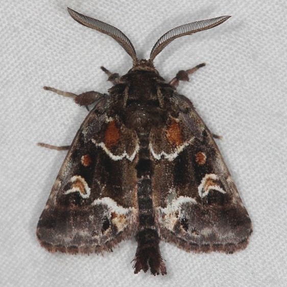9636 Chocolate Moth Oscar Scherer St Pk 3-12-15