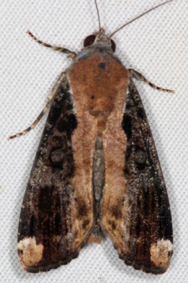 9637.1 Orbed Narrow-wing Moth Campsite 119 Falcon St Pk Texas 10-26-16_opt