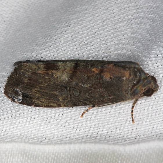 9637.1 Orbed Narrow-wing Moth NABA Gardens Mission Texas 11-3-13