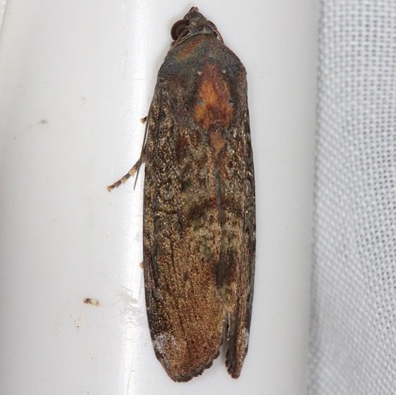 9637.1 Orbed Narrow-wing Moth NABA Gardens Mission Texas 11-3-13